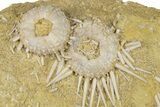 Cretaceous Fossil Urchin (Phymosoma) Plate - Morocco #262519-1